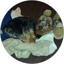 Lori Kis profile picture